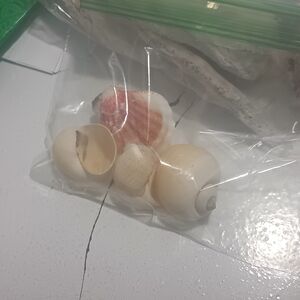 Mixed Sea Shells Set - Natural White & Pink Tones